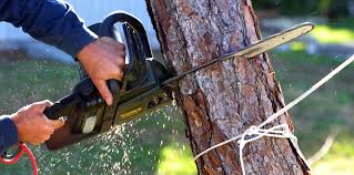 Best Fruit Tree Pruning  in Pumpkin Center, NC