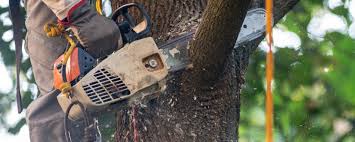 Pest Control for Lawns in Pumpkin Center, NC