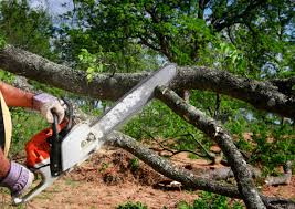 Best Tree Disease Treatment  in Pumpkin Center, NC