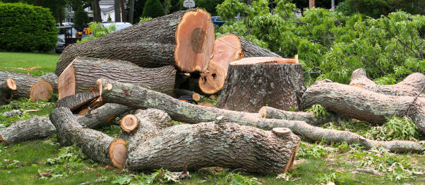 How Our Tree Care Process Works  in  Pumpkin Center, NC