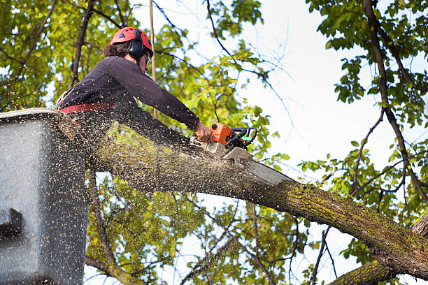 Best Tree Health Inspection  in Pumpkin Center, NC