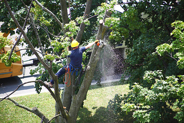 Best Pest Control for Lawns  in Pumpkin Center, NC